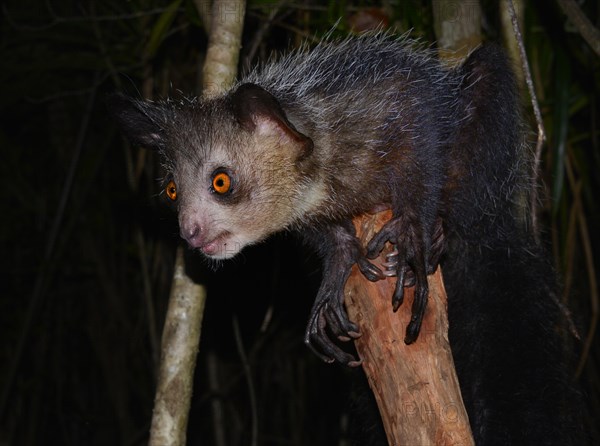 Aye-aye (Daubentonia madagascariensis)