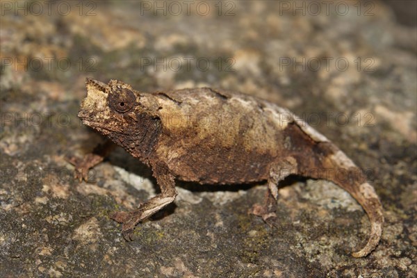 New species of leaf chameleon (Brookesia brunoi) Andringitra National Park