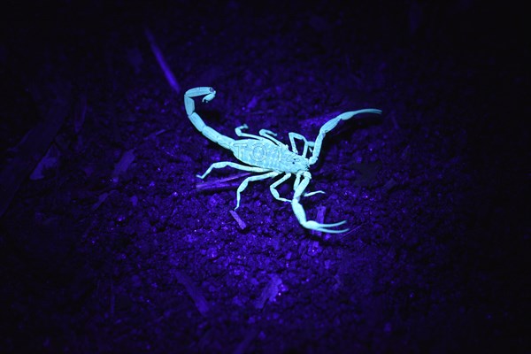 Malagasy scorpion under UV light