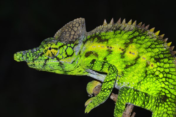 Antimena Chameleon (Furcifer antimena)