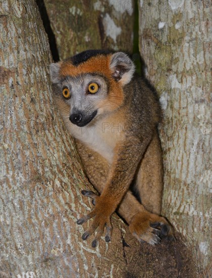 Crowned Lemur (Eulemur coronatus)