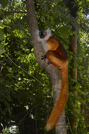 Black lemur (Eulemur macaco)