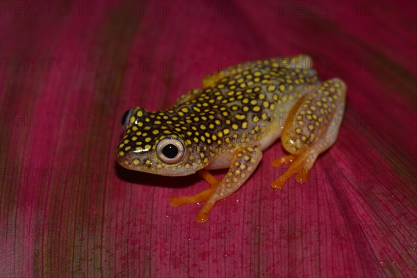 Baumsteiger Frog Art (Heterixalus Alboguttatus)