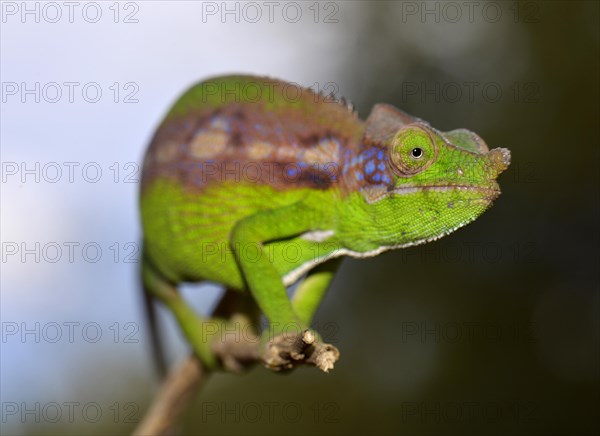 Antimena Chameleon (Furcifer antimena)