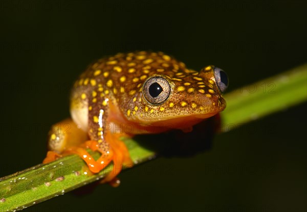 Whitebelly Reed Frog (Heterixalus alboguttatus)