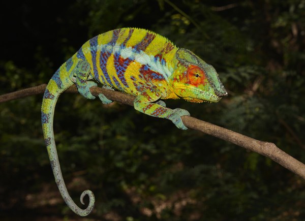 Panther Chameleon (Furcifer pardalis)