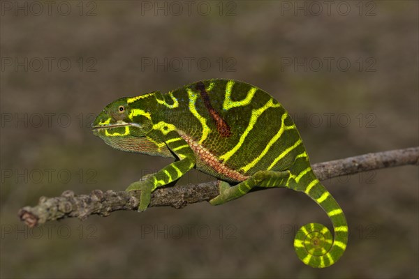 Chameleon of the newly discovered species Furcifer timoni