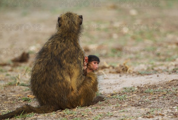 Chacma Baboon (Papio ursinus)