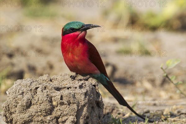 Southern Carmine Bee-Eater (Merops nubicoides)