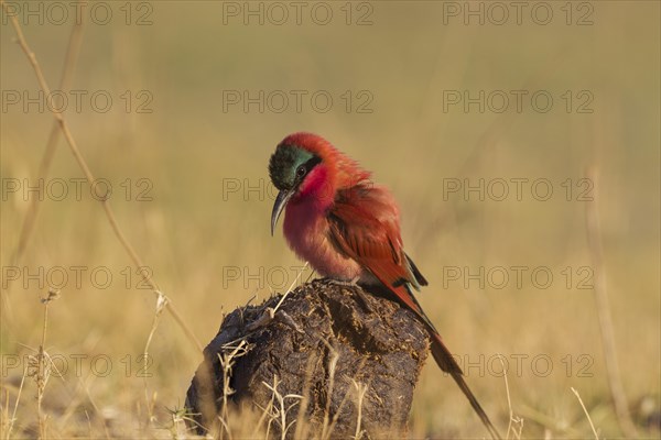 Southern Carmine Bee-Eater (Merops nubicoides)