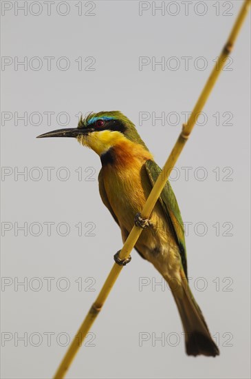 Little Bee-Eater (Merops pusillus)