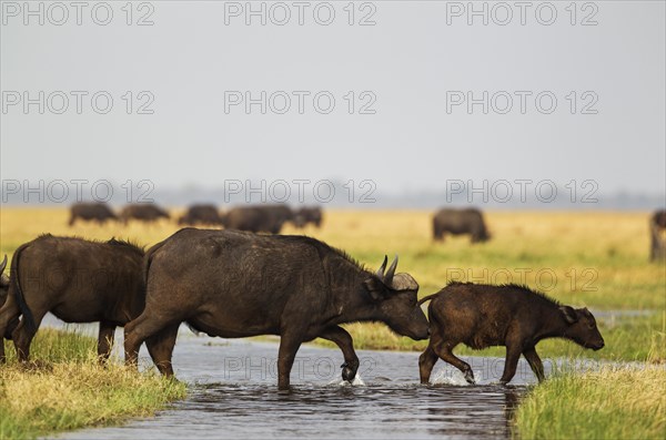 Cape Buffalo (Syncerus caffer caffer)