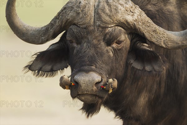 Cape Buffalo (Syncerus caffer caffer)