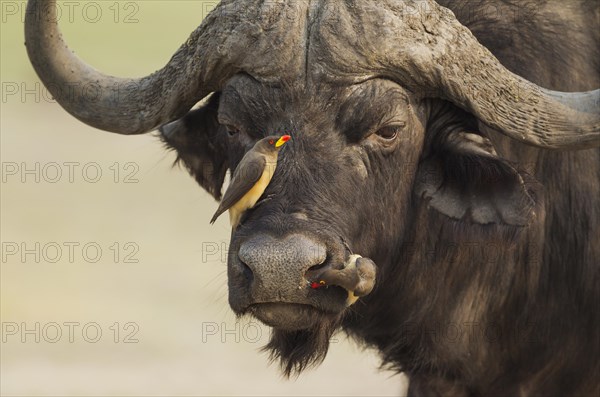 Cape Buffalo (Syncerus caffer caffer)