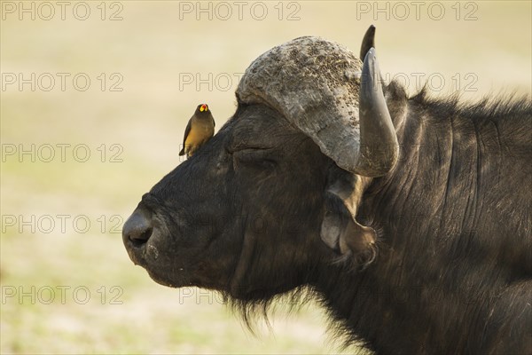 Cape Buffalo (Syncerus caffer caffer)