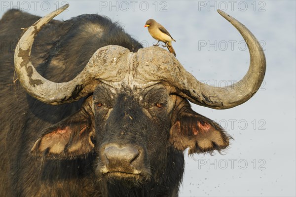 Cape Buffalo (Syncerus caffer caffer)