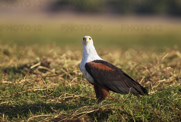 African Fish Eagle (Haliaeetus vocifer)