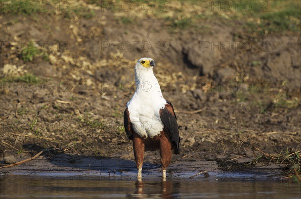 African Fish Eagle (Haliaeetus vocifer)