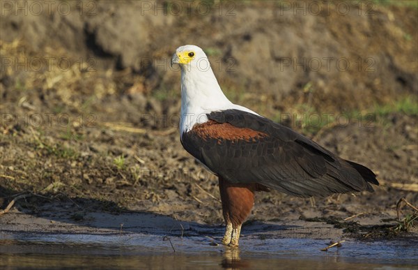 African Fish Eagle (Haliaeetus vocifer)