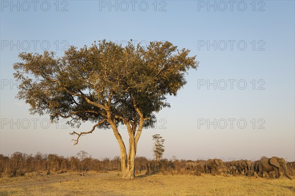 African Elephant (Loxodonta africana)