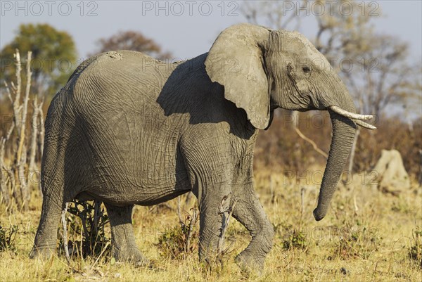 African Elephant (Loxodonta africana)