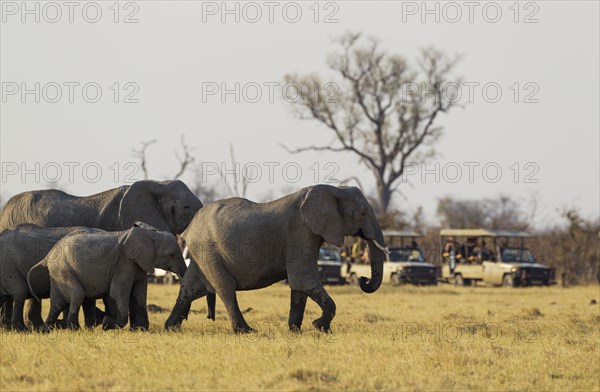 African Elephant (Loxodonta africana)