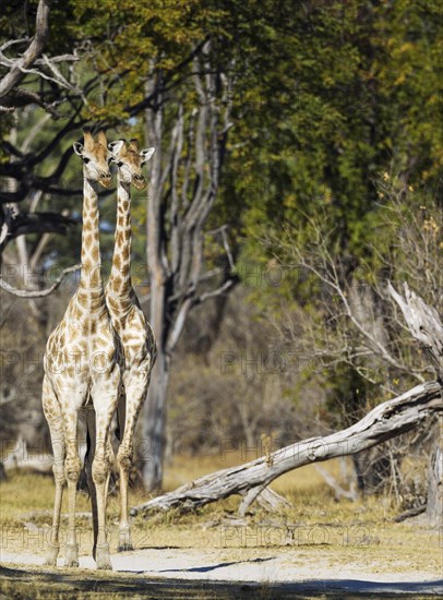 Southern Giraffe (Giraffa camelopardalis giraffa)