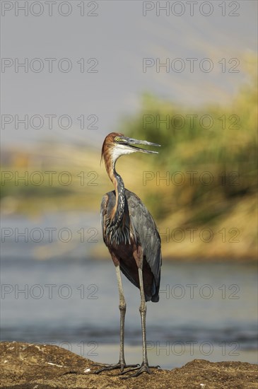 Goliath Heron (Ardea goliath)