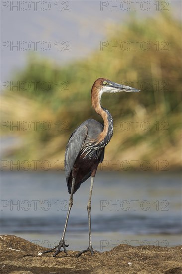 Goliath Heron (Ardea goliath)