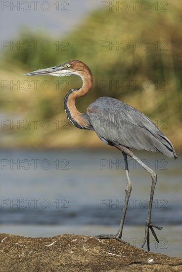 Goliath Heron (Ardea goliath)