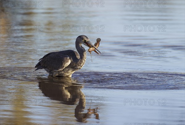 Grey Heron (Ardea cinerea)