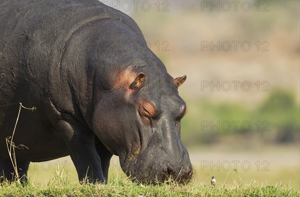 Hippopotamus (Hippopotamus amphibius)