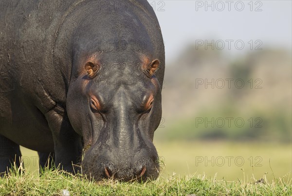 Hippopotamus (Hippopotamus amphibius)