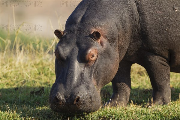 Hippopotamus (Hippopotamus amphibius)