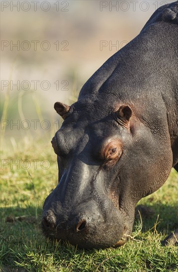 Hippopotamus (Hippopotamus amphibius)