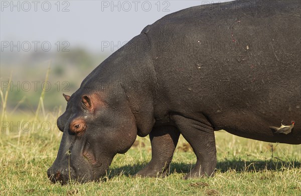 Hippopotamus (Hippopotamus amphibius)