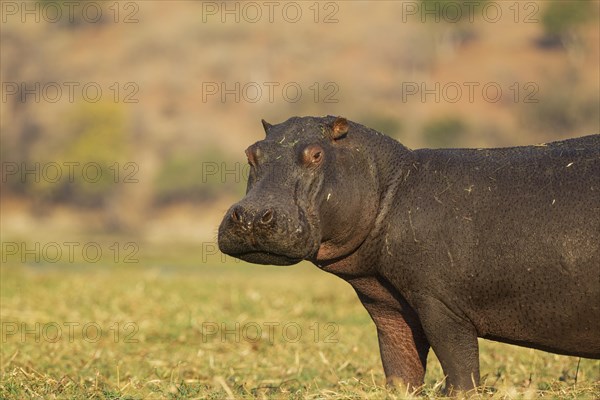 Hippopotamus (Hippopotamus amphibius)