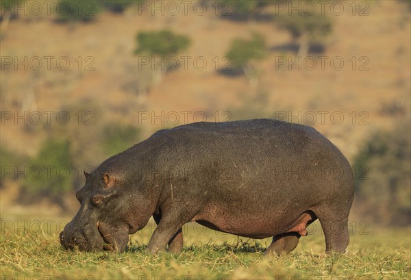 Hippopotamus (Hippopotamus amphibius)