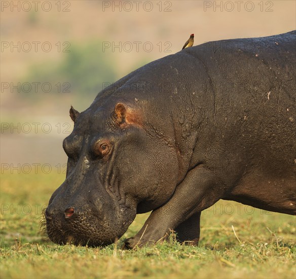 Hippopotamus (Hippopotamus amphibius)