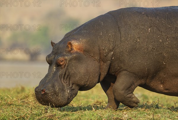 Hippopotamus (Hippopotamus amphibius)