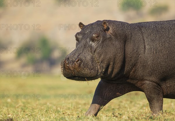 Hippopotamus (Hippopotamus amphibius)