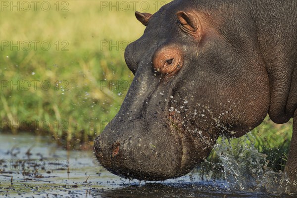 Hippopotamus (Hippopotamus amphibius)