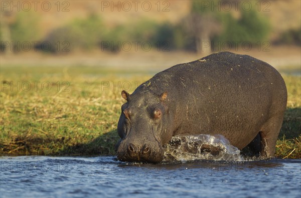 Hippopotamus (Hippopotamus amphibius)