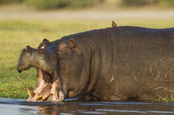 Hippopotamus (Hippopotamus amphibius)