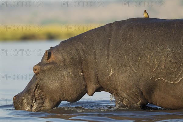 Hippopotamus (Hippopotamus amphibius)