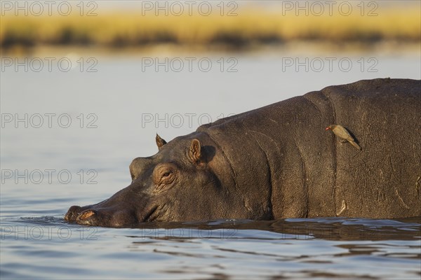 Hippopotamus (Hippopotamus amphibius)