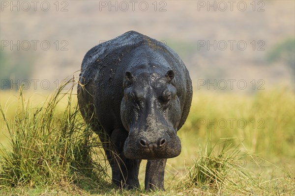 Hippopotamus (Hippopotamus amphibius)