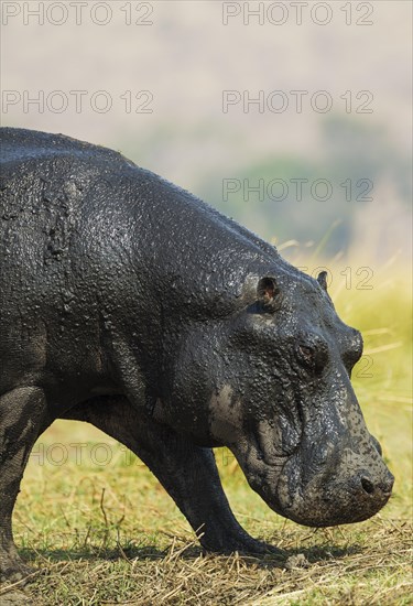 Hippopotamus (Hippopotamus amphibius)