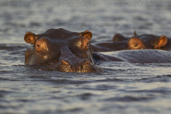 Hippopotamus (Hippopotamus amphibius) in the water