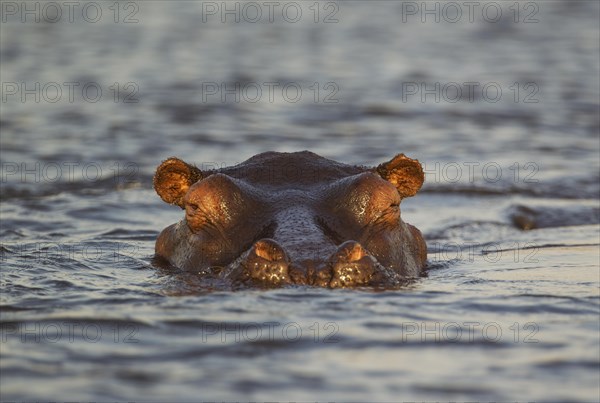 Hippopotamus (Hippopotamus amphibius) in the water